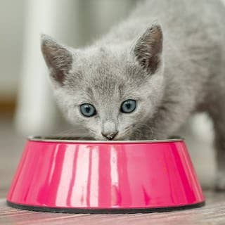 Junge Katze frisst aus einem Futter-Napf. Symbolbild für Stiftung Warentest Katzenfutter.