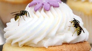 Wespen loswerden: Diese Wespen machen sich über einen Muffin her. 