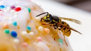 Wespe auf einem bunten Donut. Symbolbild für Tipps: Wespenstich, was tun?