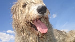 Nasser Hund in der Sonne.