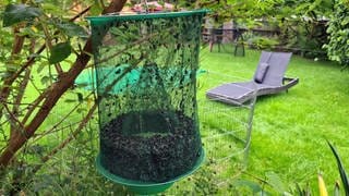 Eine Lebendfalle für Fliegen im Garten funktioniert auch in klein für Fruchtfliegen, Bild für Tipps: Fruchtfliegen loswerden mit Hausmittel.