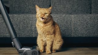 Stiftung Warentest testet Staubsauger: Katze sitzt neben Staubsauger. 