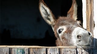 Esel streckt frech seinen Kopf über ein Gatter und guckt neugierig raus. Symbolbild für Merksätze und Eselsbrücken gegen Fehler in der deutschen Rechtschreibung.