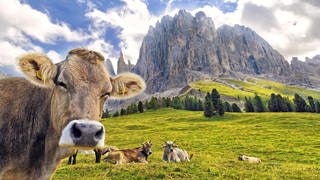 Kühe vor den Bergen in Südtirol. Symbolbild für ein Gewinnspiel für einen Urlaub in Südtirol.