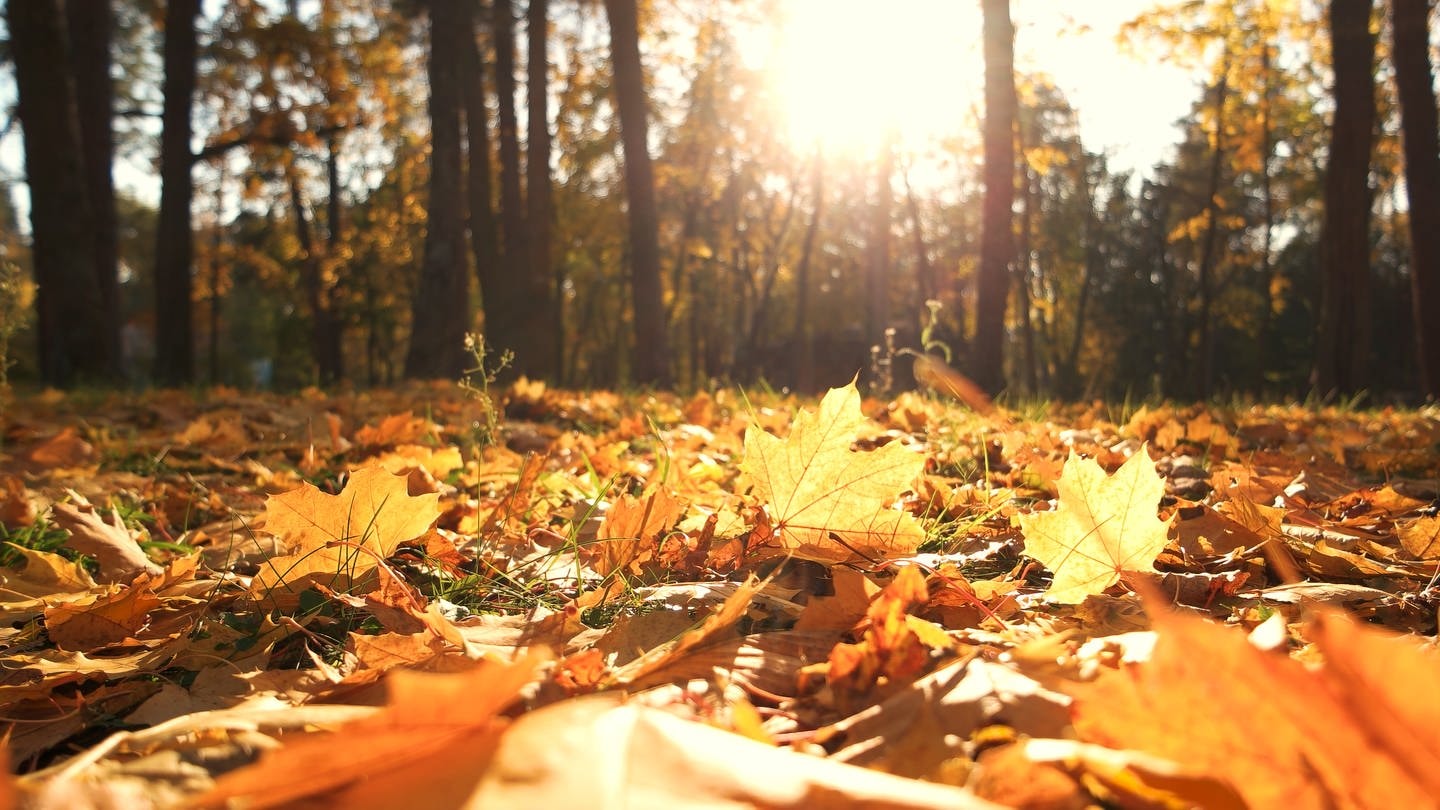 Herbstblätter bedecken den Boden im Herbstwald im Oktober.