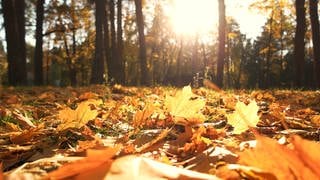 Herbstblätter bedecken den Boden im Herbstwald im Oktober. 