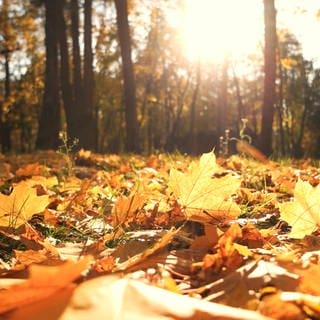 Herbstblätter bedecken den Boden im Herbstwald im Oktober. 