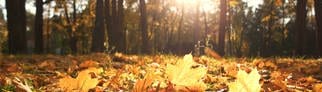 Herbstblätter bedecken den Boden im Herbstwald im Oktober. 