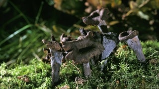 Ein Foto von Totentrompeten. Die Pilze sind essbar und man kann sie selber sammeln.