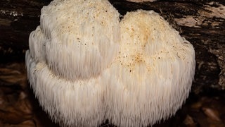 Ein Foto von einem Igelstachelbart. Die Pilze sind essbar und man kann sie selber sammeln.