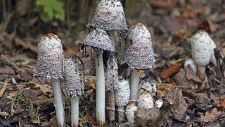 Vergehende Schopftintlinge. Junge Pilze sind essbar und kann man selber sammeln.