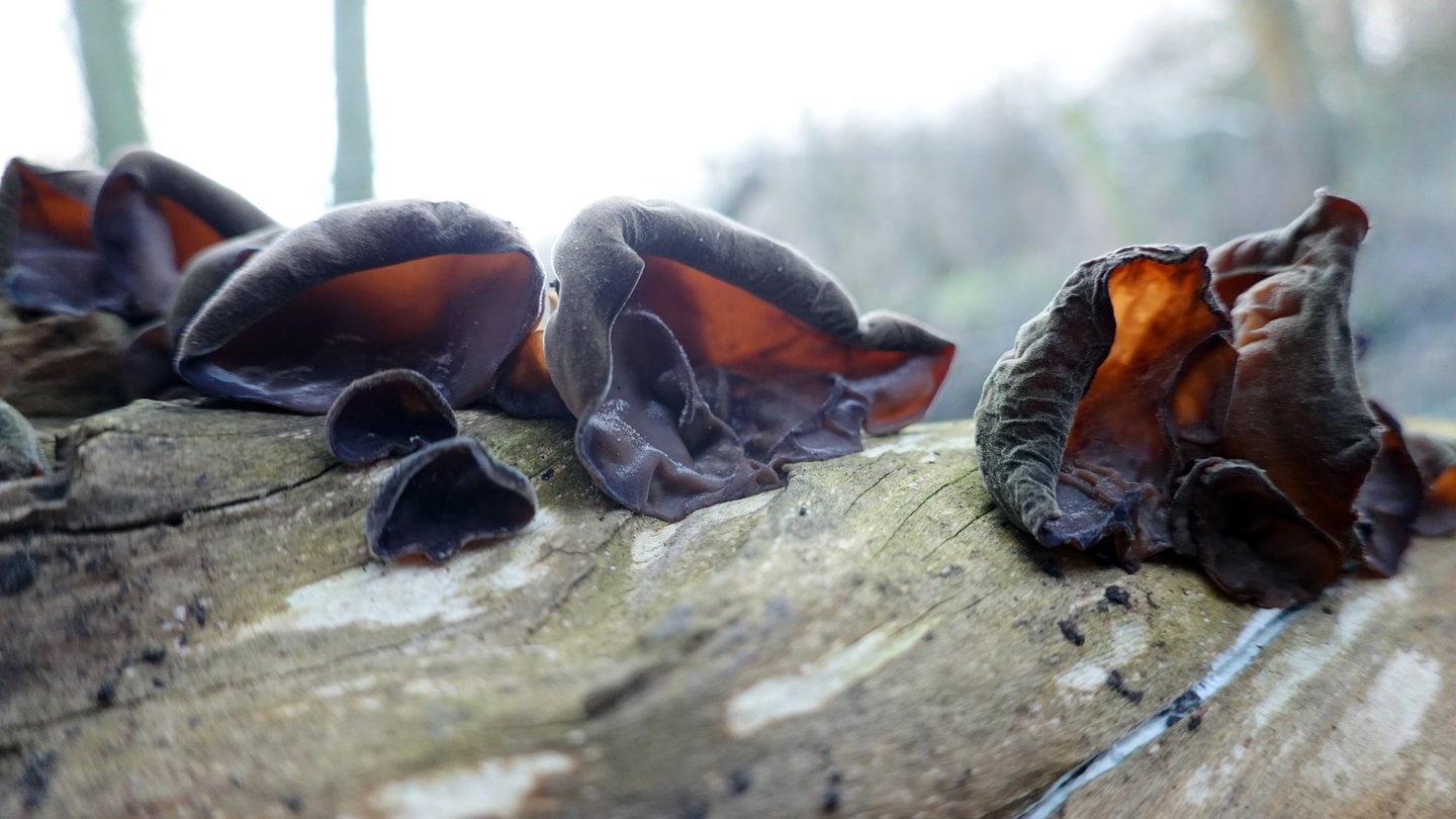 Der optisch gruselige, aber essbare Judasohr-Pilz