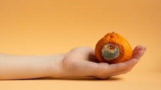 Eine Hand hält eine Mandarine mit Schimmel. Symbolbild für Artikel mit Tipps, bei welchen Lebensmitteln nur noch Wegwerfen hilft und bei welchen man auch noch die schimmeligen Stellen ausschneiden kann.