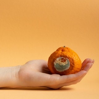 Eine Hand hält eine Mandarine mit Schimmel. Symbolbild zum Überblick: Schimmel an Lebensmitteln wie Brot, Obst oder Käse – was muss ich wegwerfen, was kann ich noch essen?