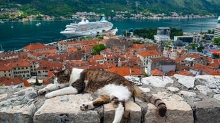 Symbolfoto für Urlaub in Montenegro mit SWR3: Eine gescheckte Katze schläft in der Altstadt von Kotor, Montenegro.