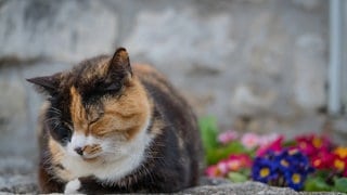 Symbolfoto für Urlaub in Montenegro mit SWR3: Eine gescheckte Katze schläft in der Altstadt von Kotor, Montenegro.