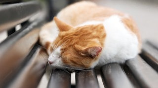 Symbolfoto für Urlaub in Montenegro mit SWR3: Eine gescheckte Katze schläft in der Altstadt von Kotor, Montenegro.