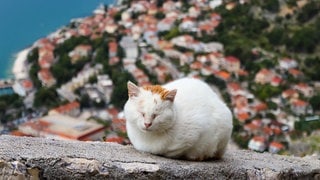 Symbolfoto für Urlaub in Montenegro mit SWR3: Eine schlafende Katze in Kotor, Montenegro.