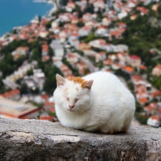 Symbolfoto für Urlaub in Montenegro mit SWR3: Eine schlafende Katze in Kotor, Montenegro.