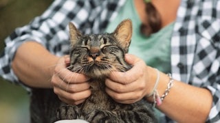 Eine Katze wird gestreichelt. Sie fühlt sich in ihrem Zuhause beim Besitzer wohl.