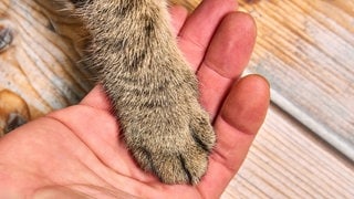 Eine Katzenpfote liegt auf einer menschlichen Hand ihres Besitzers.