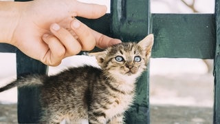 Jemand kümmert sich um eine zugelaufene Katze 