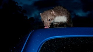 Ein Marder sitzt auf einem blauen Auto bei Nacht.