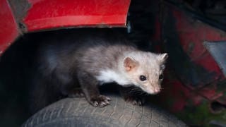 Ein Marder sitzt unter einem Auto auf einem Reifen.