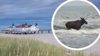 Ein zweigeteiltes Bild. Links die Seebrücke Ahlbeck auf Usedom an der Ostsee und rechts der Elch, der unerwartet hier gebadet hat.