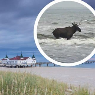 Ein zweigeteiltes Bild. Links die Seebrücke Ahlbeck auf Usedom an der Ostsee und rechts der Elch, der unerwartet hier gebadet hat.