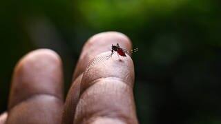 Eine Nahaufnahme einer Steckmücke, die auf einem Finger sitzt