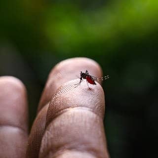 Eine Nahaufnahme einer Steckmücke, die auf einem Finger sitzt