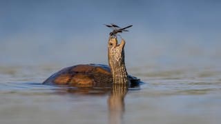 Comedy Wildlife Photography Awards