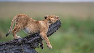 Comedy Wildlife Photography Awards