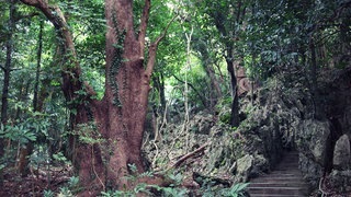 Taiwan: die Natur