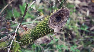 Taiwan: die Natur