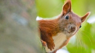 Ein Eichhörnchen schaut hinter einem Baum hervor