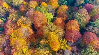 Wald von oben