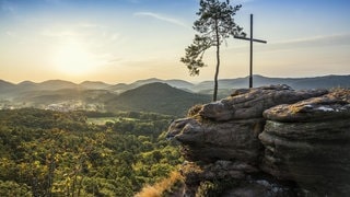 Dem Wald geht's immer schlechter, er ist aber noch lange nicht tot