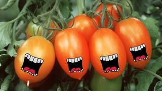 Tomaten auf die Ohren