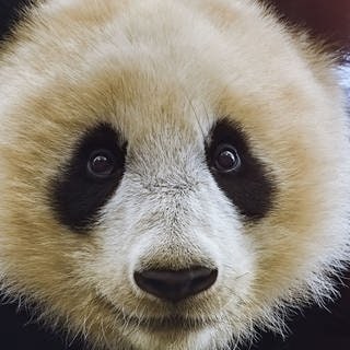 Die Tierdocs: Panda schläft schlecht