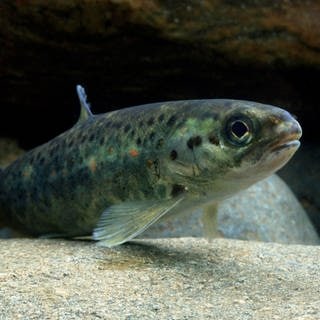 Die Tierdocs: Lachs springt ins Gesicht