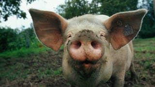 Die Tierdocs: Schwein klopft Sprüche