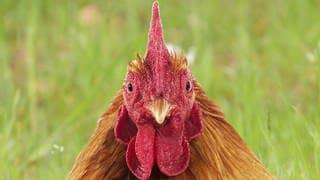 Die Tierdocs: Huhn legt nicht