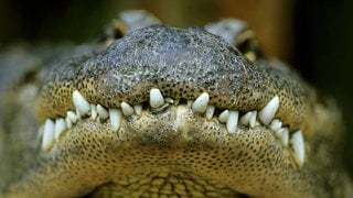 Die Tierdocs: Krokodil frisst zu viel