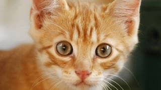 Die Tierdocs: Katze ist ein Angsthase