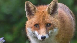 Die Tierdocs: Fuchs ist extrem sparsam