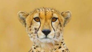 Die Tierdocs: Gepard ist zu langsam