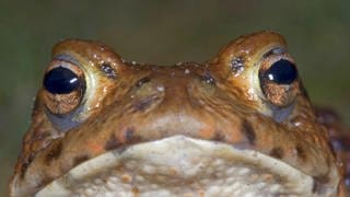 Die Tierdocs: Frosch sagt Wetter falsch voraus