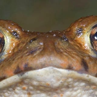 Die Tierdocs: Frosch sagt Wetter falsch voraus